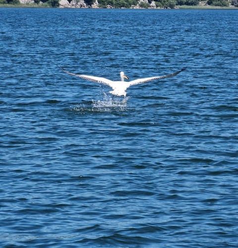 Boat Cruise Viktor  Skadar Lake: Visit Karu? – Podgorica Municipality, Montenegro